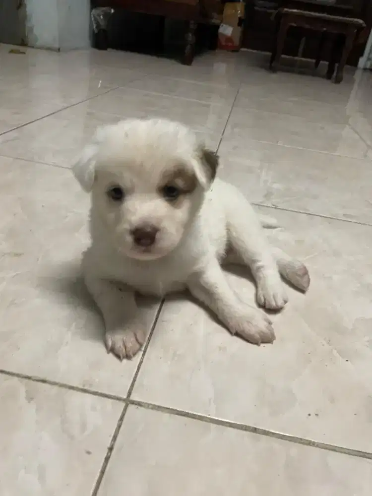 DIJUAL ANJING PUTIH