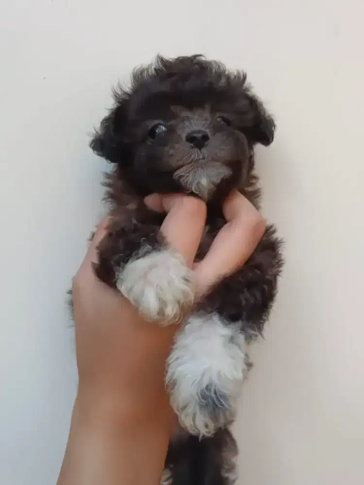 Poodle Betina lucu usia 1,5 bulan