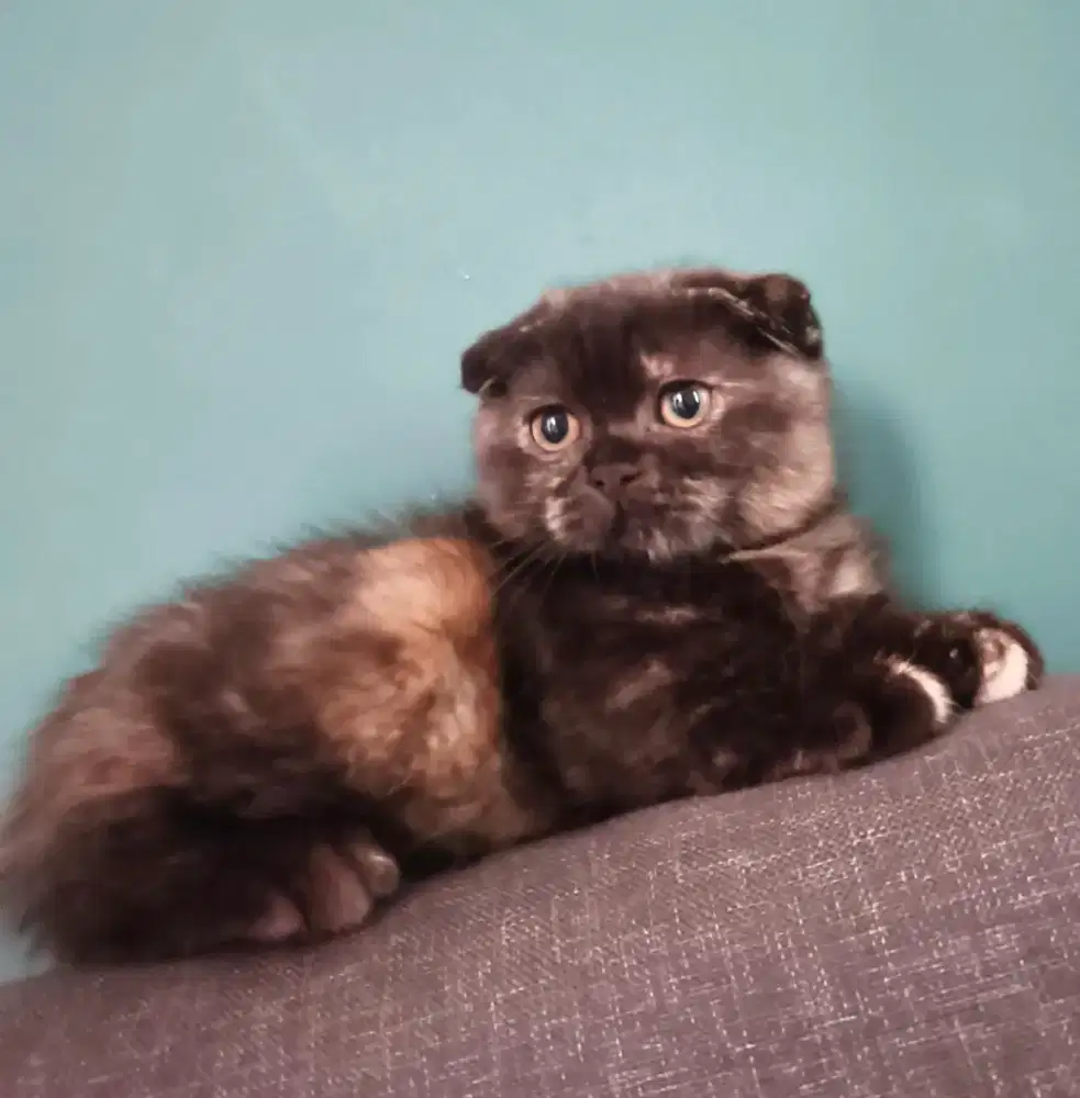 Munchkin Fold Kitten Female