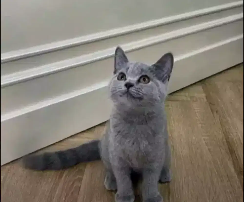 Kucing kitten British shorthair Bluesolidd.Female