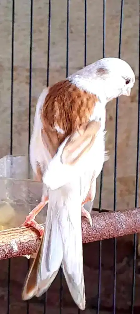 BURUNG KENARI PANDA MOCA MULUS