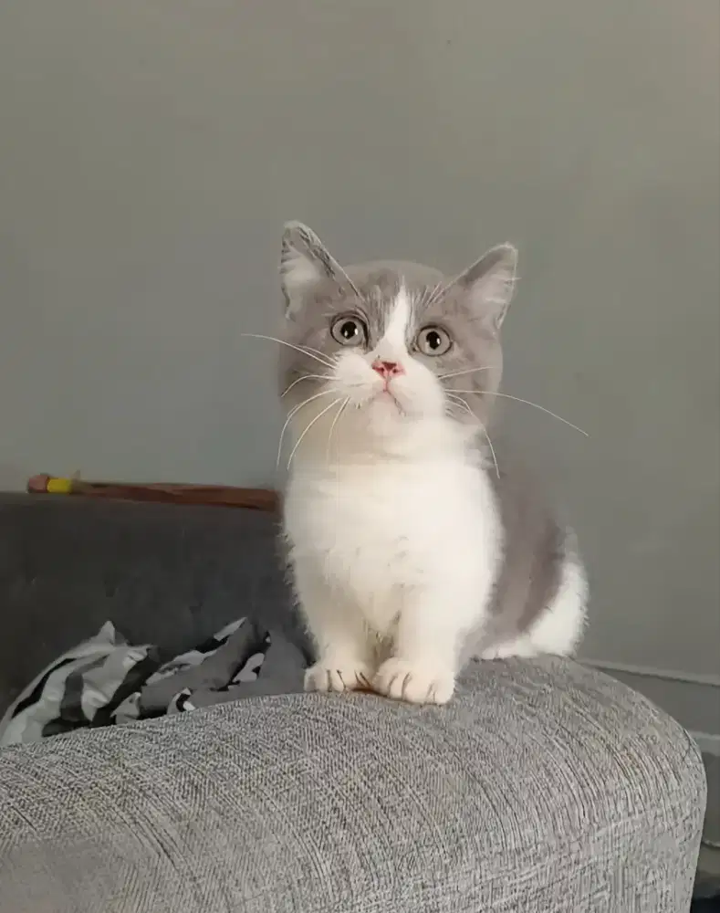 MUNCHKIN BSH BICOLOUR