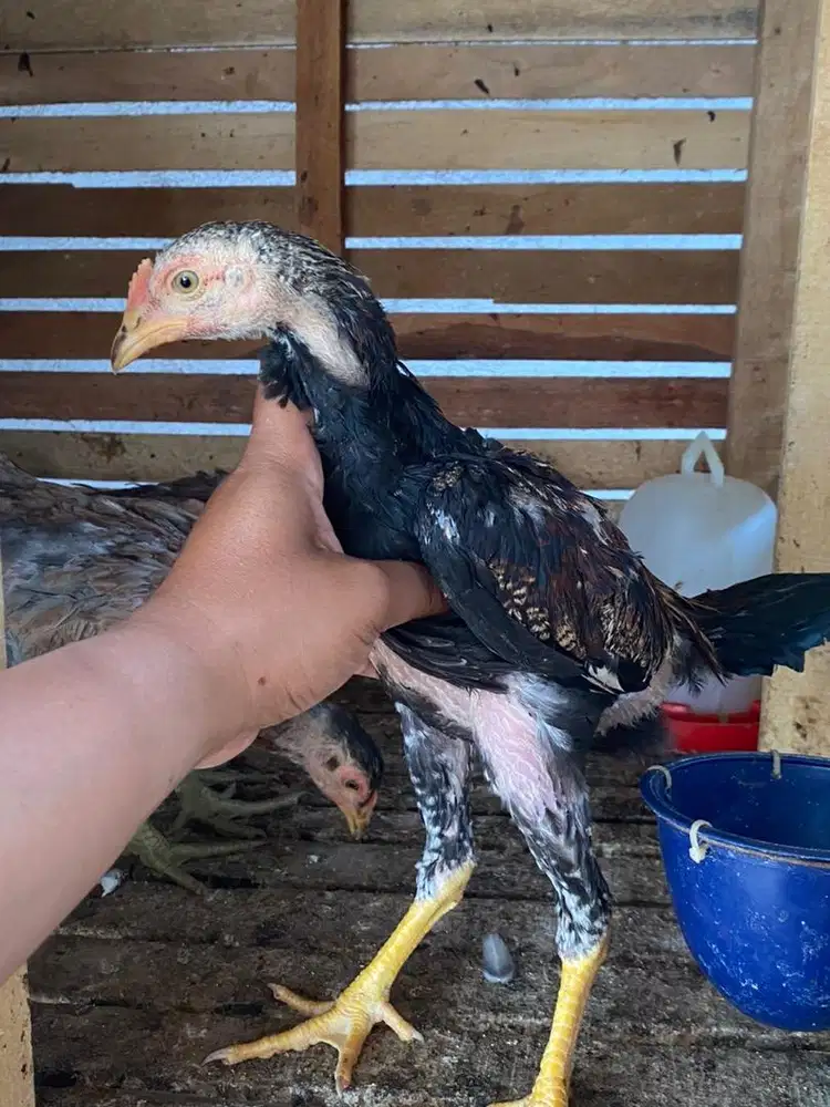 Anak ayam pamangon