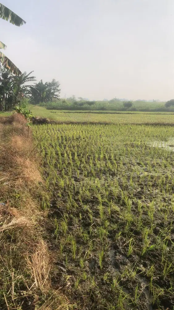 dijual tanah dekat jalan utama
