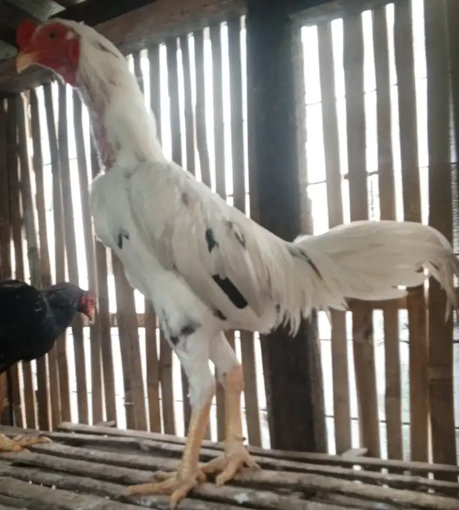 Ayam aduan ayam laga belum pernah Abar