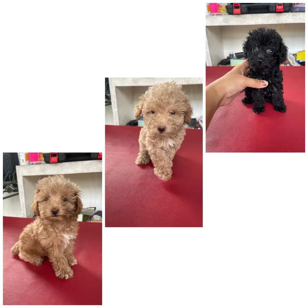 dijual anak anjing poodle