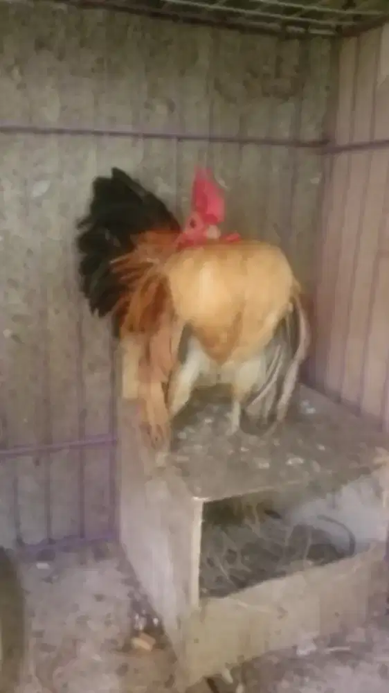 Ayam Serama jantan