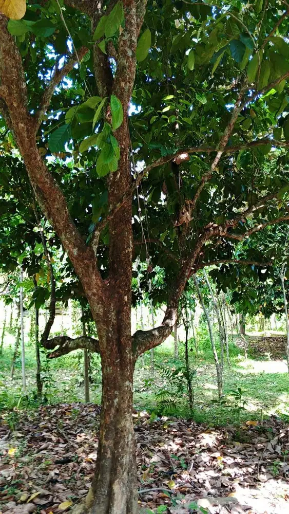 Dijual Tanah Kebun Desa Woro Kragan Rembang Jawa Tengah
