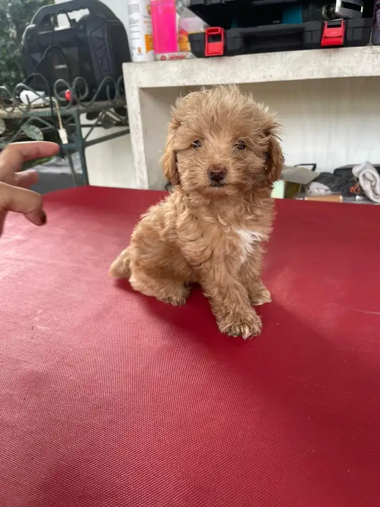 dijual anak anjing poodle