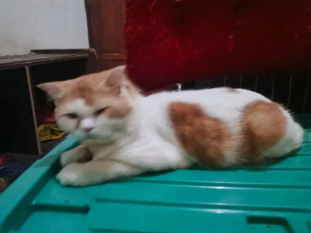 Lepas adopsi kucing jantan