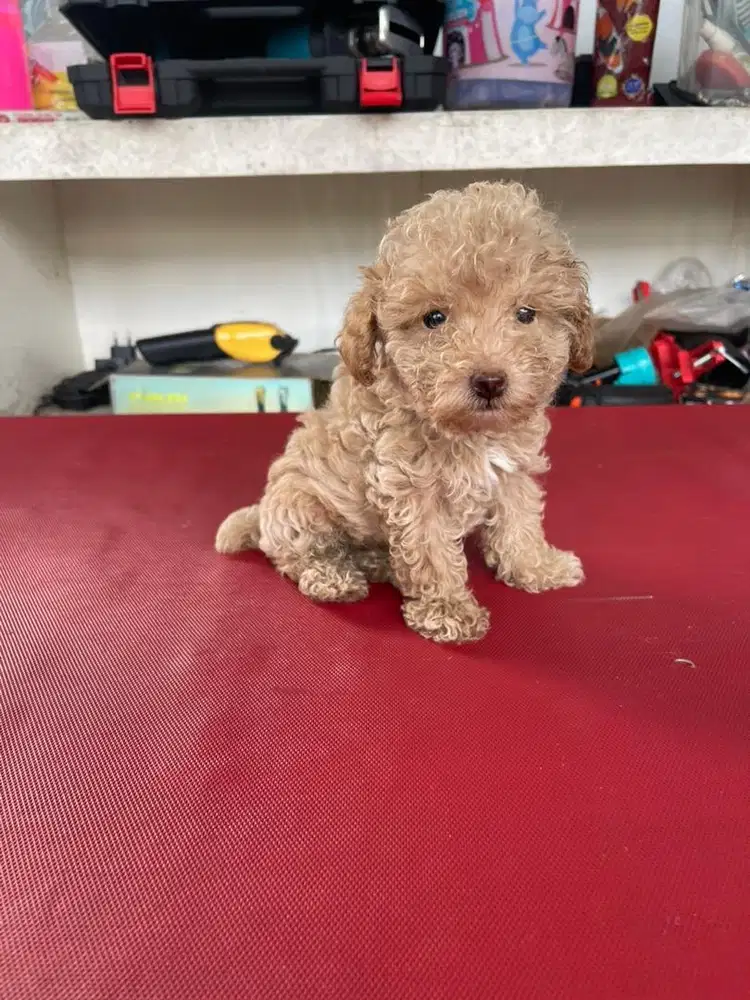 anak anjing poodle apricot