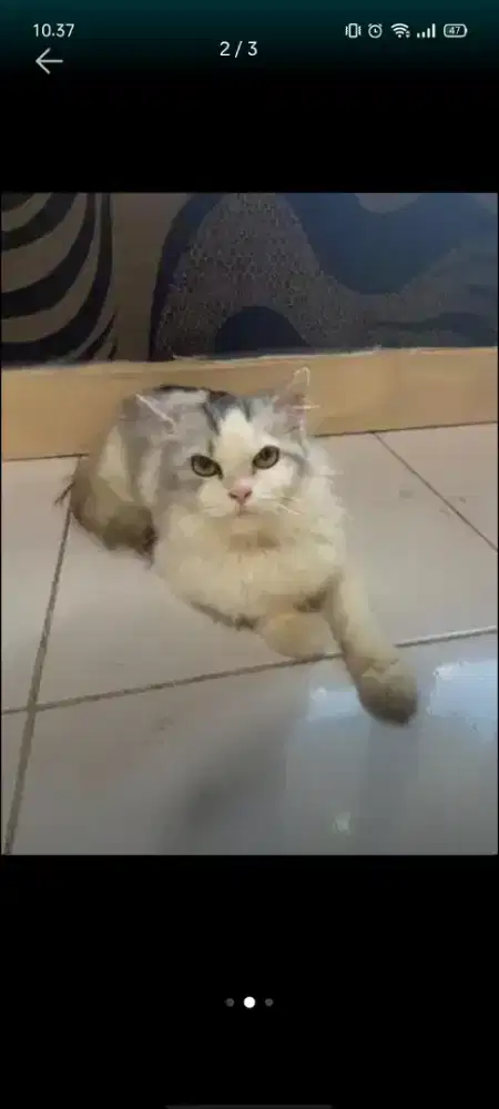 Kucing Anggora.