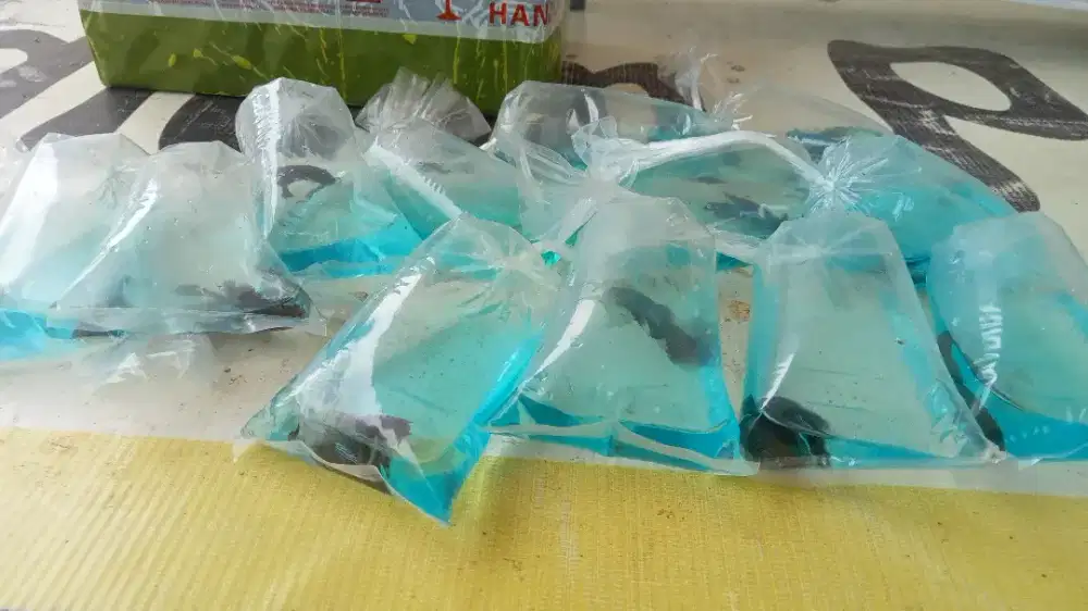 ikan cupang mix warna