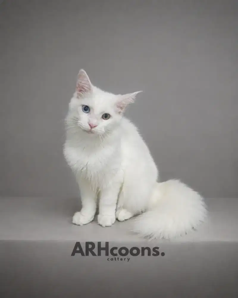 Kucing maine coon / kitten mainecoon / mc / mco / pedigree / pedd