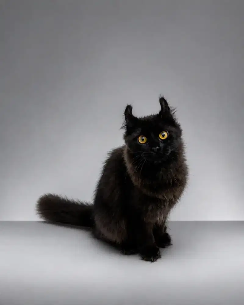 Kucing american curl / kitten acl / American curl / curl