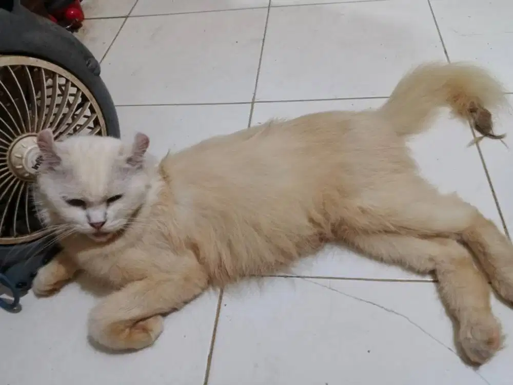 Lepas Adopsi Kucing Kinkalow