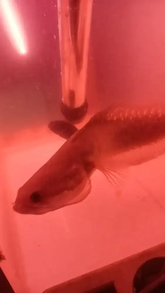 chana asiatica kontes