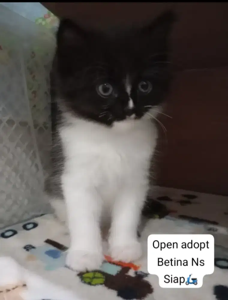 Munchkin NS kitten betina usia 2.5 bln
