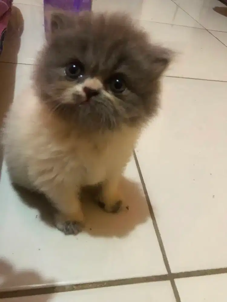 Flate nose, bulet gembul, Betina
