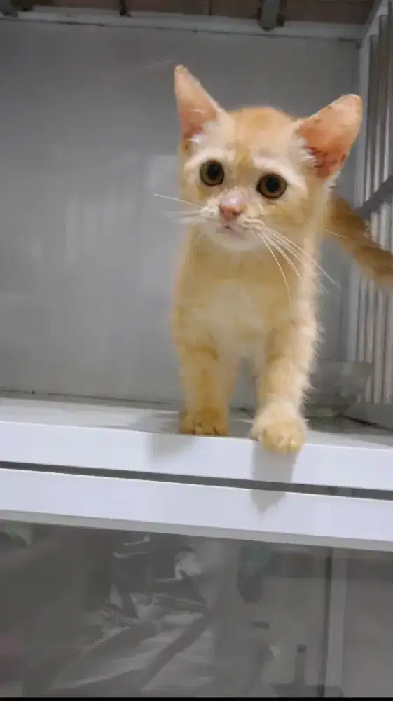 Kitten jantan oyen mix bsh