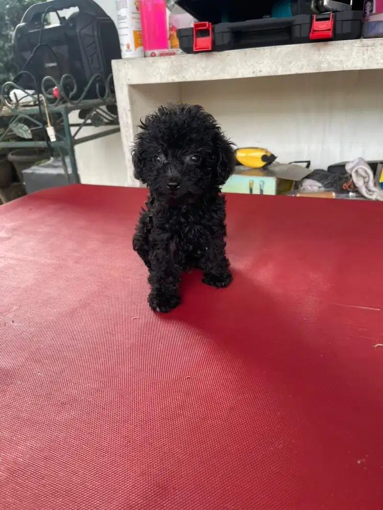 jual anak poodle