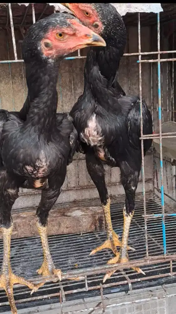 Ayam Bangkok Betina Satu Ekor