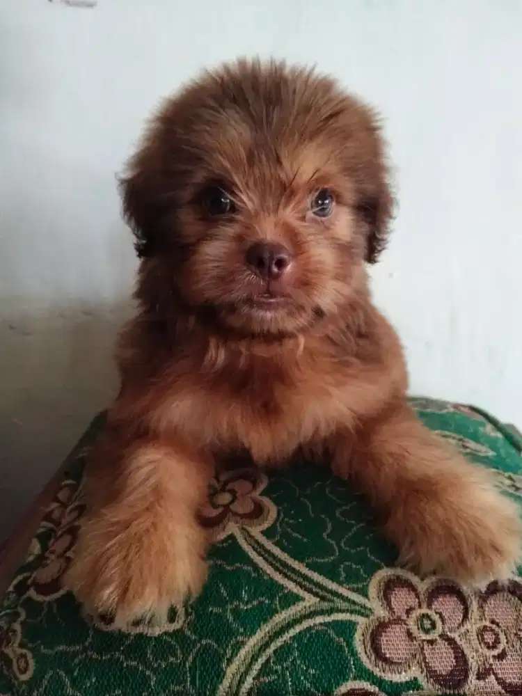 Anakan Mix Ras Kecil