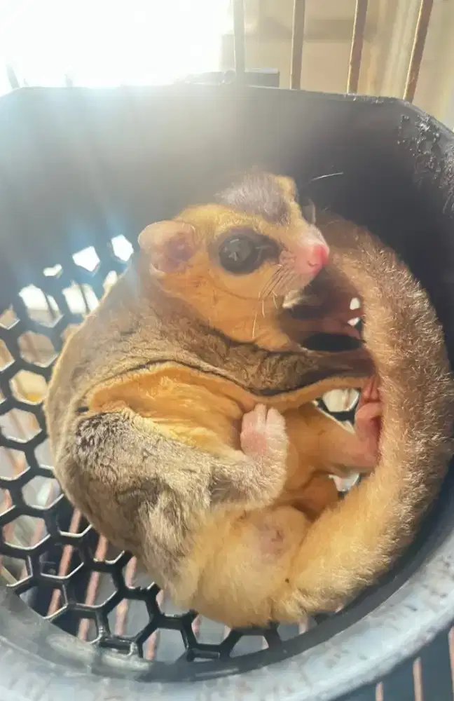 Sugar glider white face