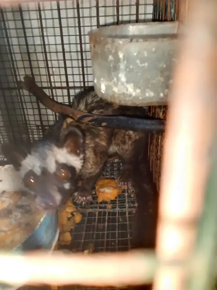 Musang pandan tangkapan