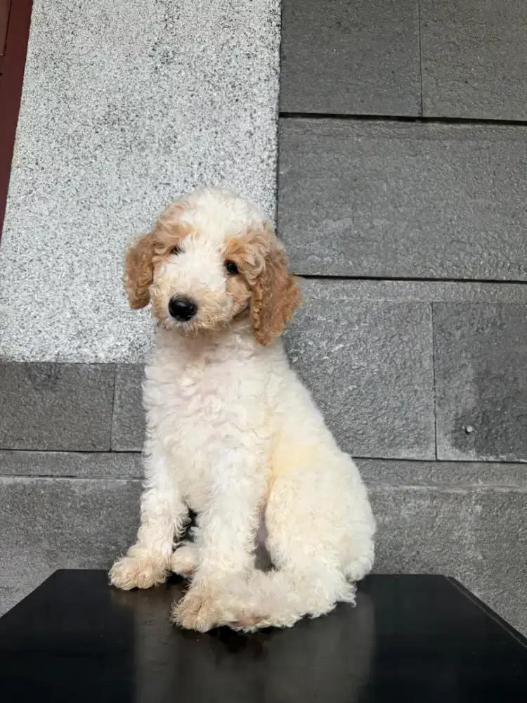 JUAL PUPPY GIANT POODLE BETINA