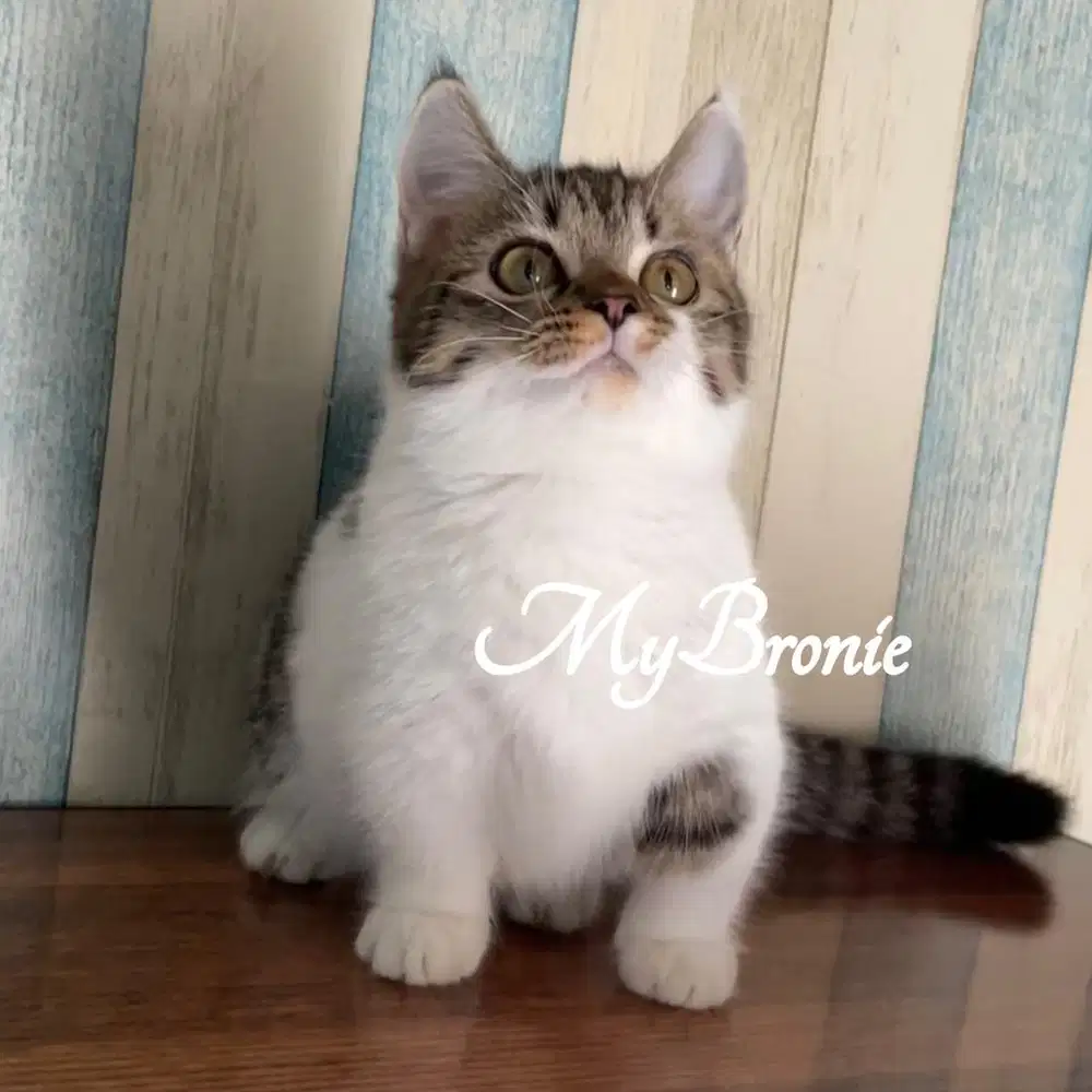 Kucing munchkin british betina 5 bulan