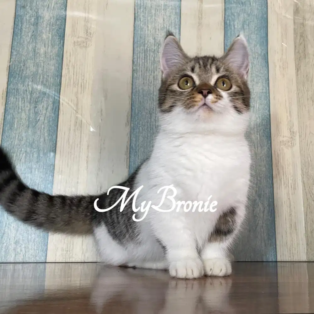 Kucing munchkin british betina 5 bulan