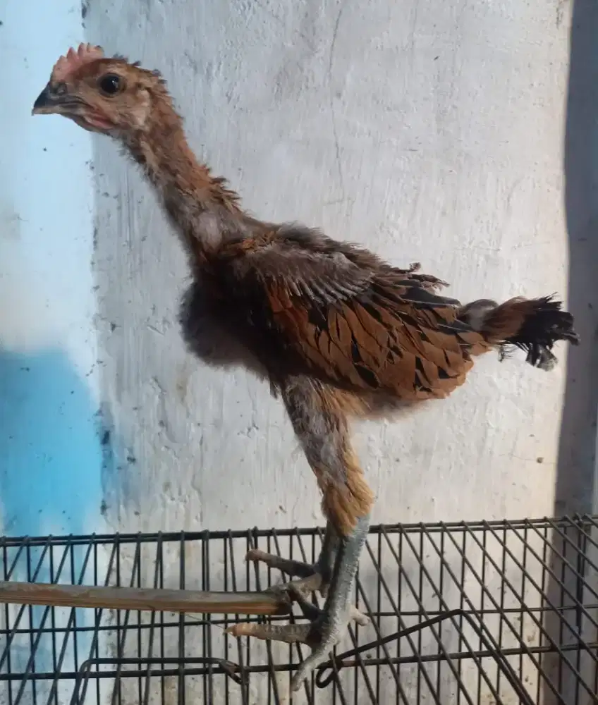Anakan ayam pelung jumbo jantan