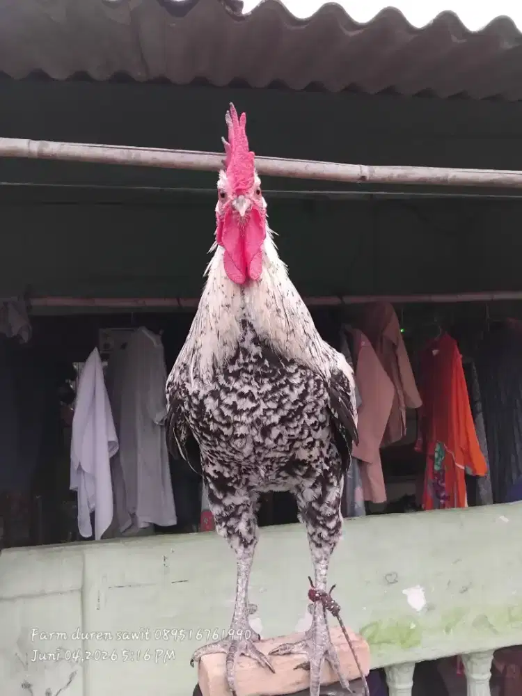 Ayam ketawa durasi dewasa