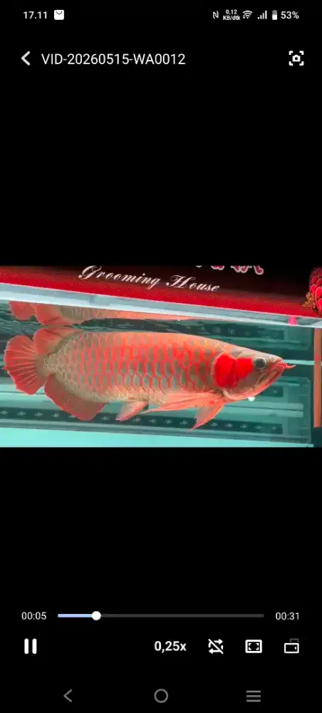 arwana super red jantan 60cm