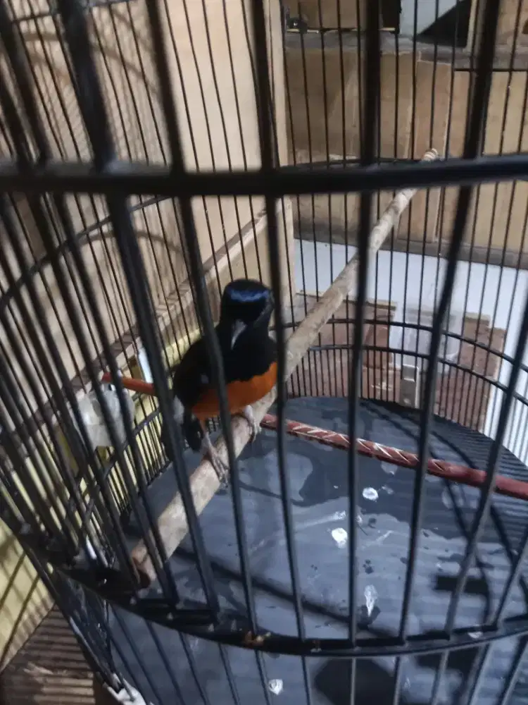 Jual burung murai prestasi