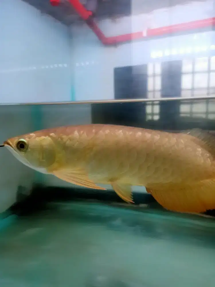 Nihh Arwana Crossback Golden 24K I Tiauw Lung (ITL) ±30cm