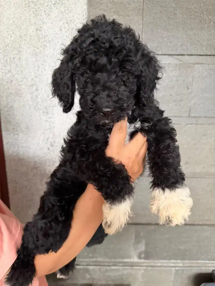 JUAL PUPPY GIANT POODLE BETINA