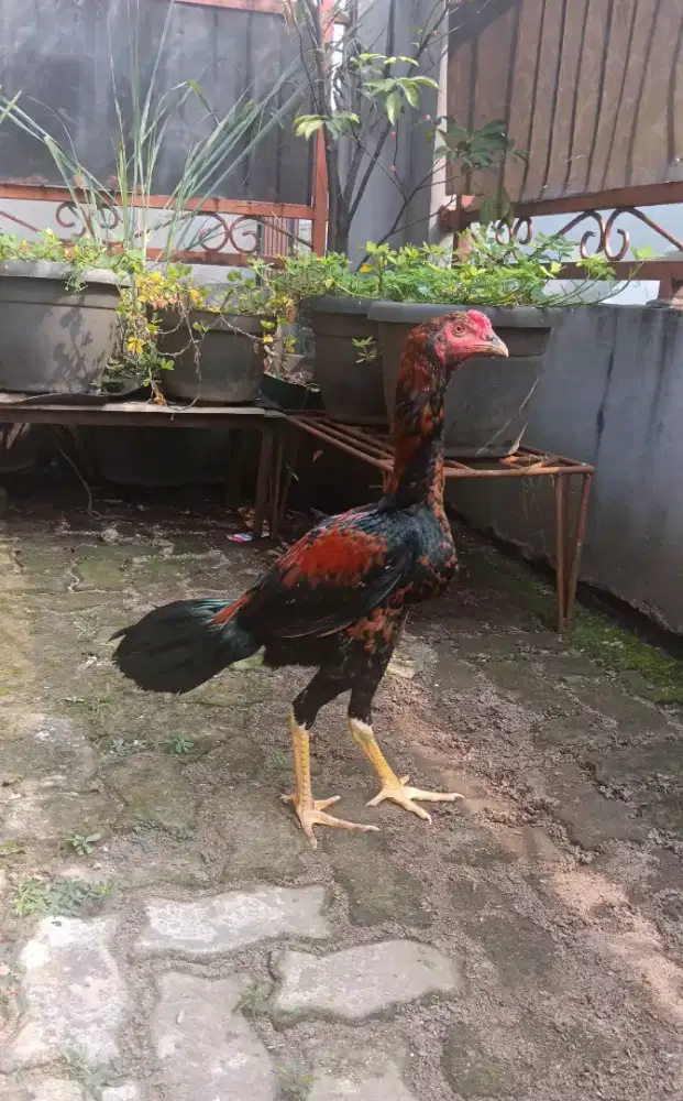 Ayam bangkok muda gress