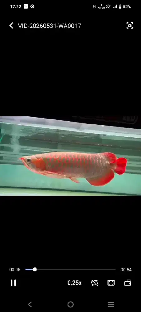 arwana super red 55cm