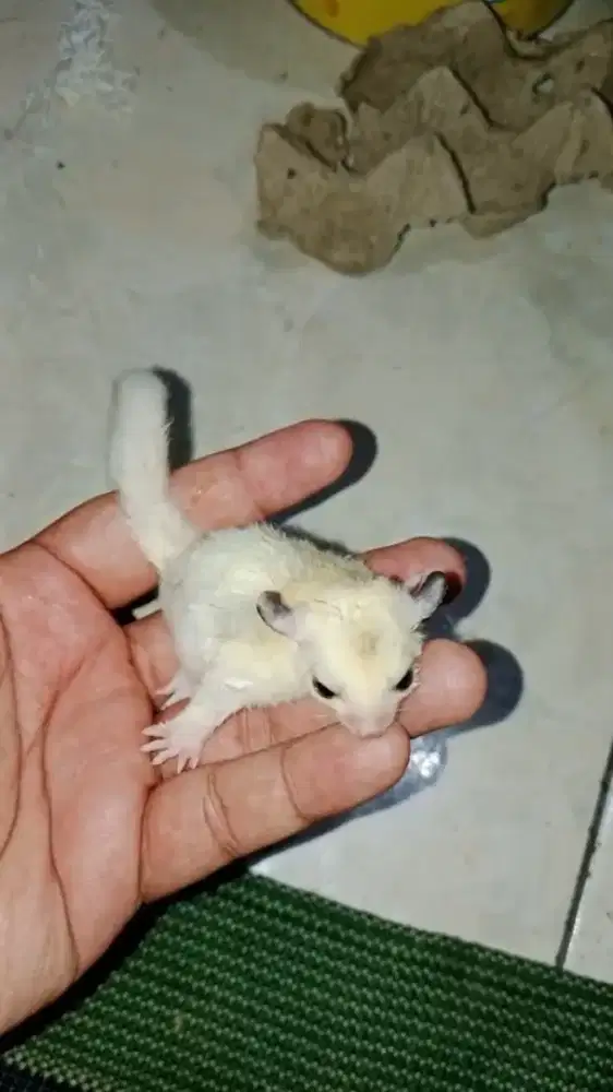 Sugar glider mozaik
