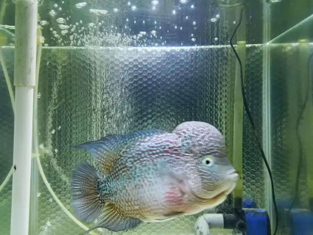 ikan louhan jenong