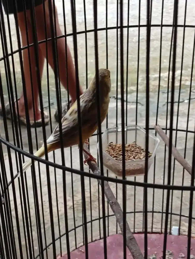 Burung kenari PAUD af riwikan jantan