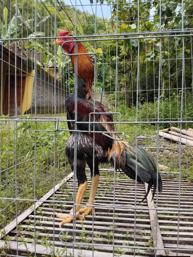 Ayam Shamo Eropa Istimewa