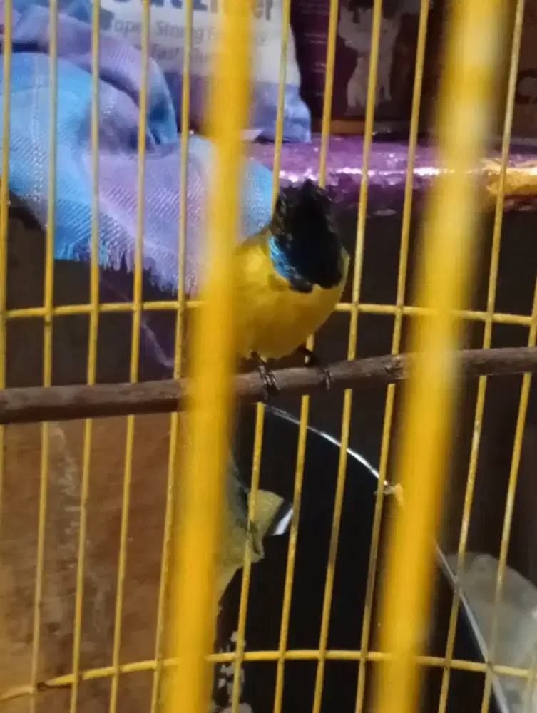 Burung burcil belajar bunyi