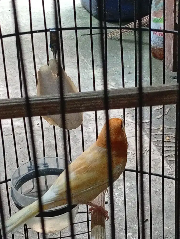 Burung kenari seri af rajin bunyi