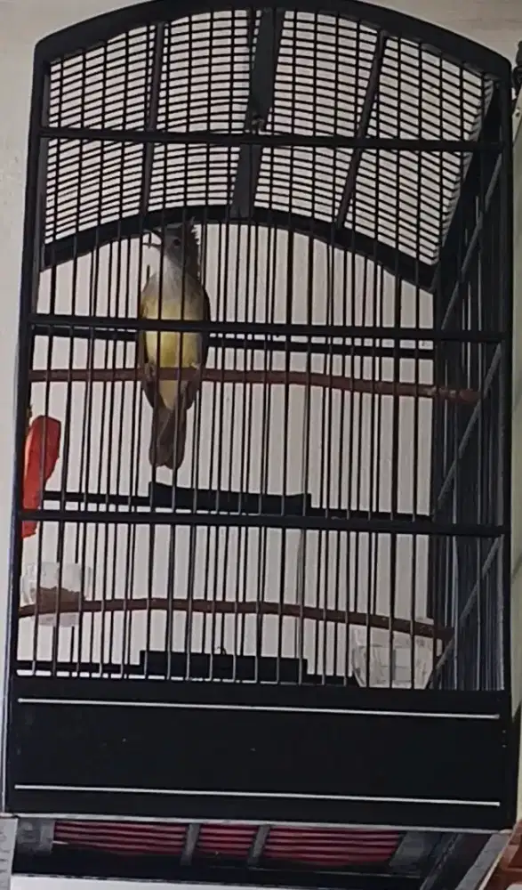 Burung Cucak Jenggot Jawa