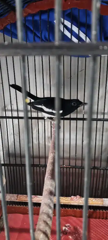 Kacer daput mulus