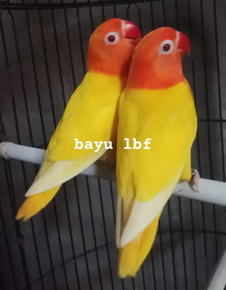 Burung Lovebird love bird Lutino MM paud