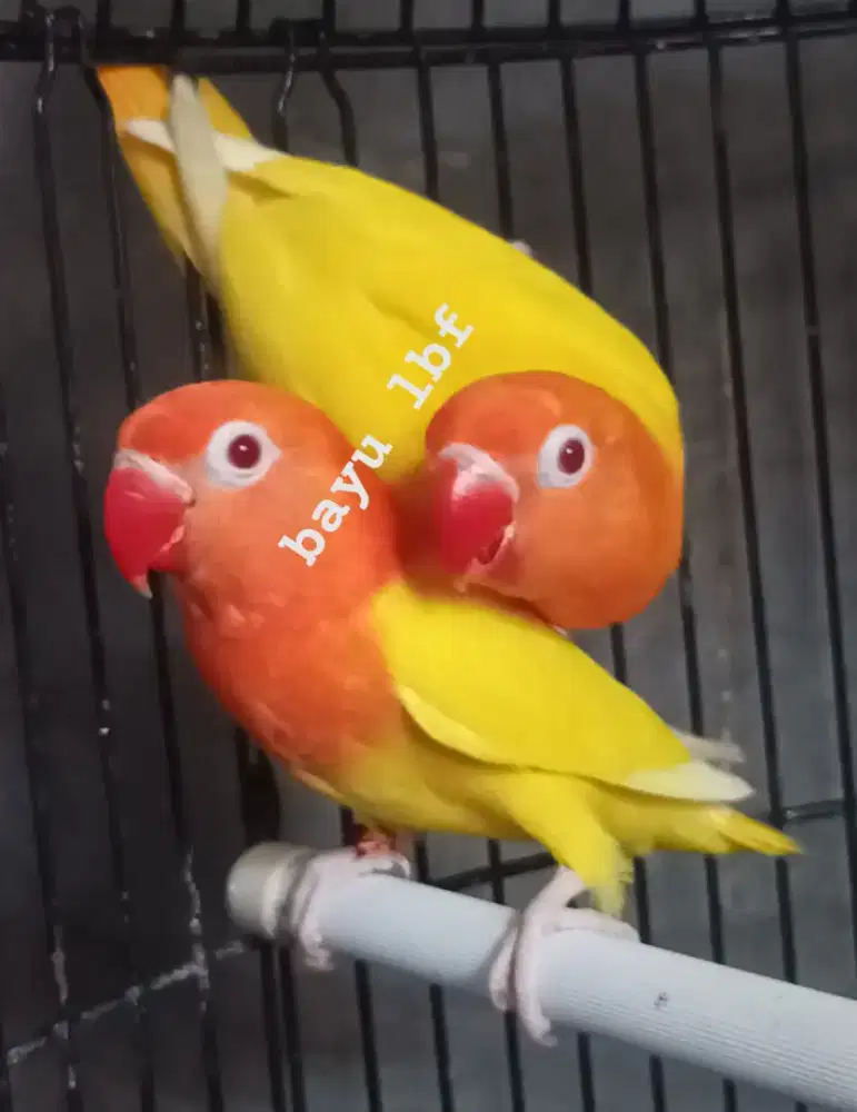 Burung Lovebird love bird Lutino MM paud